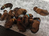 Chiots Berger Malinois p&eacute;digr&eacute;e &agrave; na&icirc;tre