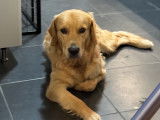 Mâle Golden Retriever LOF disponible pour saillie