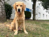 Mâle Golden Retriever LOF disponible pour saillie