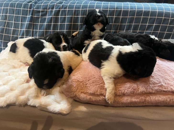 Magnifiques chiots Terre-Neuve LOF à vendre