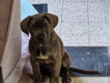 Cane Corso de 3 mois à vendre