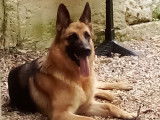 Femelle Berger Allemand disponible pour saillie