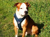 Mâle American Staffordshire Terrier disponible pour saillie