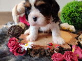 Magnifiques chiots Cavalier King Charles LOF à vendre