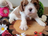 Magnifiques chiots Cavalier King Charles LOF à vendre
