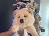 Chiots Chow Chow à vendre