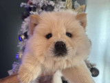Chiots Chow Chow à vendre
