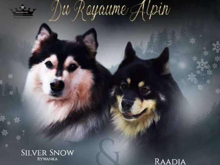 Chiots Finnois de Laponie LOF issus de parents testés à vendre