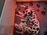 Chiots Dalmatiens LOF issus de parents testés à vendre
