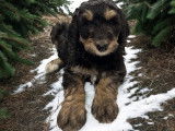 Chiots Aussidoodle à vendre
