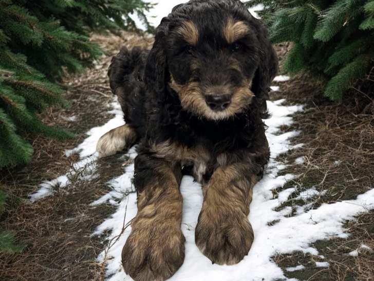 Chiots Aussidoodle à vendre