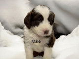 Chiots Aussidoodle à vendre