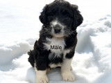 Chiots Aussidoodle à vendre
