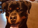 Chien adulte Rottweiler à vendre