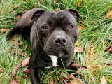 Mâle Staffordshire Bull Terrier disponible pour saillie