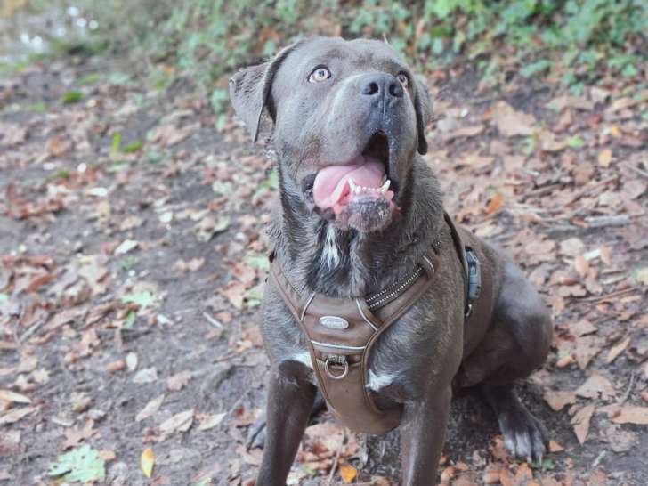 Propose mâle Cane Corso LOF pour saillie