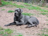 Propose m&acirc;le Cane Corso LOF pour saillie
