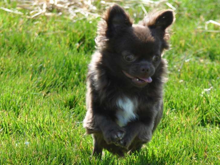 Mâle Chihuahua à poil long LOF à vendre