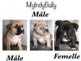 Chiots American Bully à vendre