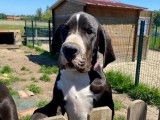 Magnifiques chiots Dogue Allemand LOF à vendre