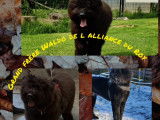 Chiots Bouviers des Flandres &agrave; vendre