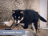 Femelle Pomsky F3 à vendre