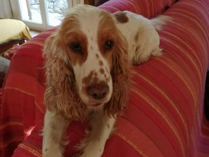 Recherche mâle Cocker pour saillie