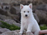 Chiots Berger Blanc Suisse LOF à poil long et  mi-long à vendre