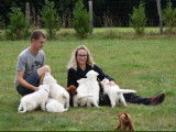 Chiots Berger Blanc Suisse LOF à poil long et mi-long à vendre