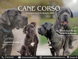 Chiots Cane Corso LOF à réserver