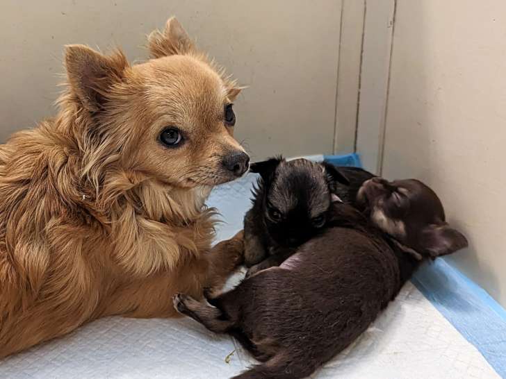 Magnifiques chiots Chihuahua à poil long à vendre