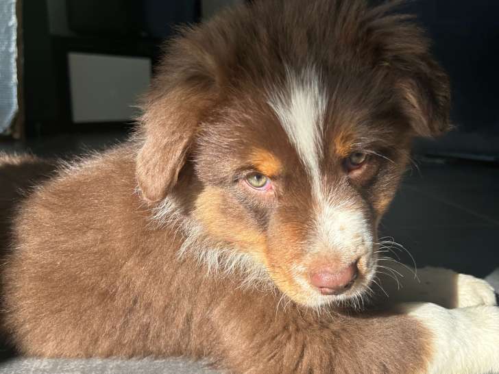 Chiots Berger Australien LOF à vendre