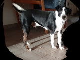 Chiot Border Collie de 10 mois à vendre