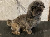 Chiots Shorkie à vendre