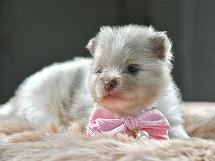 Magnifiques chiots Spitz Nain Poméranien à vendre