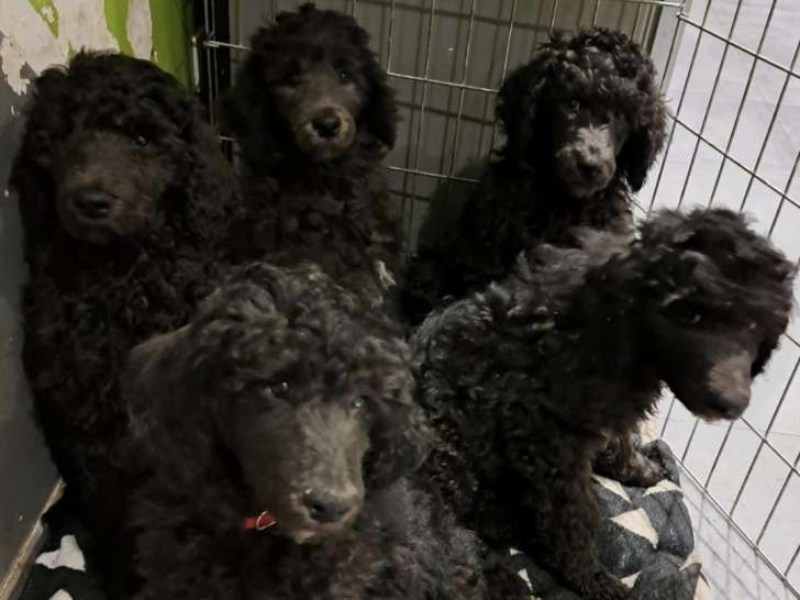 Chiots Caniche Royal