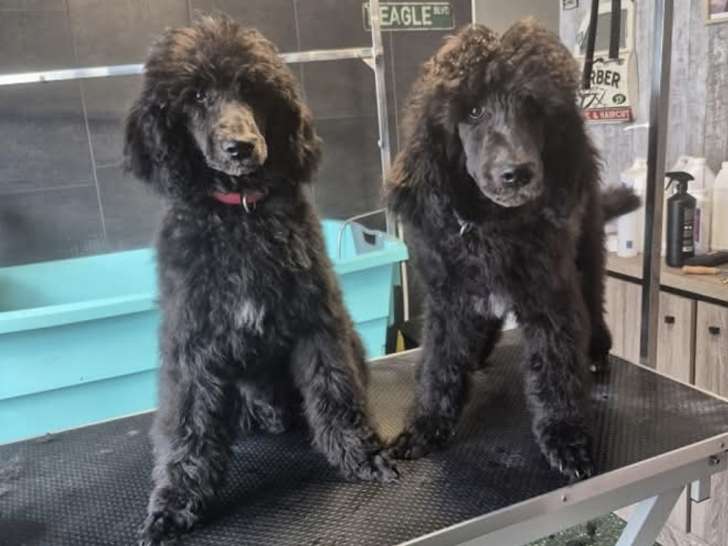 Chiots Caniche
