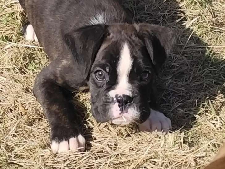 Chiots Boxers élevés en famille à réserver