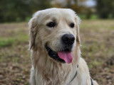 Mâle Golden Retriever LOF disponible pour saillie