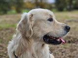 Mâle Golden Retriever LOF disponible pour saillie