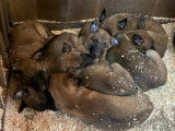 Chiots Malinois LOF à vendre