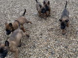 Chiots Malinois LOF à vendre