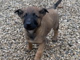 Chiots Malinois LOF à vendre