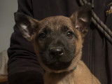 Chiots Malinois LOF à vendre