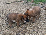 Chiots Malinois LOF à vendre
