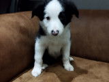 Chiot Border Collie à vendre
