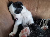 Chiot Border Collie à vendre