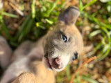Chiots Whippet LOF à vendre