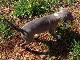 Chiots Whippet LOF à vendre