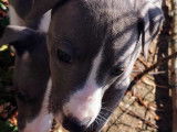 Chiots Whippet LOF à vendre